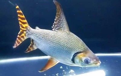 龍魚能和飛鳳一起養嗎怎么養活：龍魚和飛鳳可以一起養，但是需要注意一些問題 龍魚能和飛鳳一起養嗎怎么養活：龍魚和飛鳳可以一起養，但是需要注意一些問題 龍魚百科 第3張