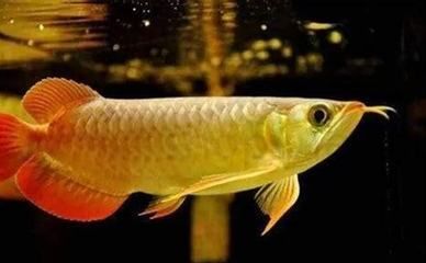 金龍魚顏色分類標準是什么(金龍魚的顏色分類標準) 龍魚百科 第4張 金龍魚顏色分類標準是什么(金龍魚的顏色分類標準) 金龍魚顏色分類標準是什么(金龍魚的顏色分類標準) 龍魚百科 第4張