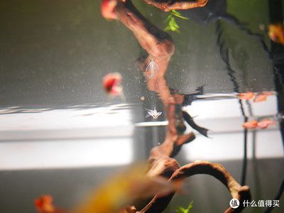 迷你龍魚圖片（迷你龍魚圖片欣賞）