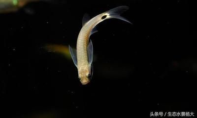 迷你龍魚圖片（迷你龍魚圖片欣賞）