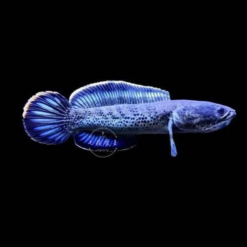 幻彩藍寶石雷龍魚苗