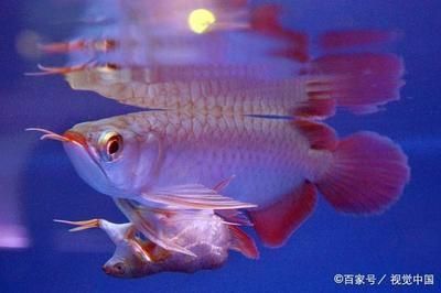 鑒賞過背金龍魚品相的關(guān)鍵因素，過背金龍魚的品相好不好看：過背金龍魚品相的關(guān)鍵因素，過背金龍魚的品相好不好看
