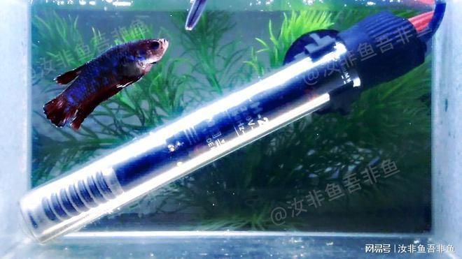 紅龍魚(yú)白點(diǎn)病多久康復(fù)：紅龍魚(yú)白點(diǎn)病的康復(fù)時(shí)間