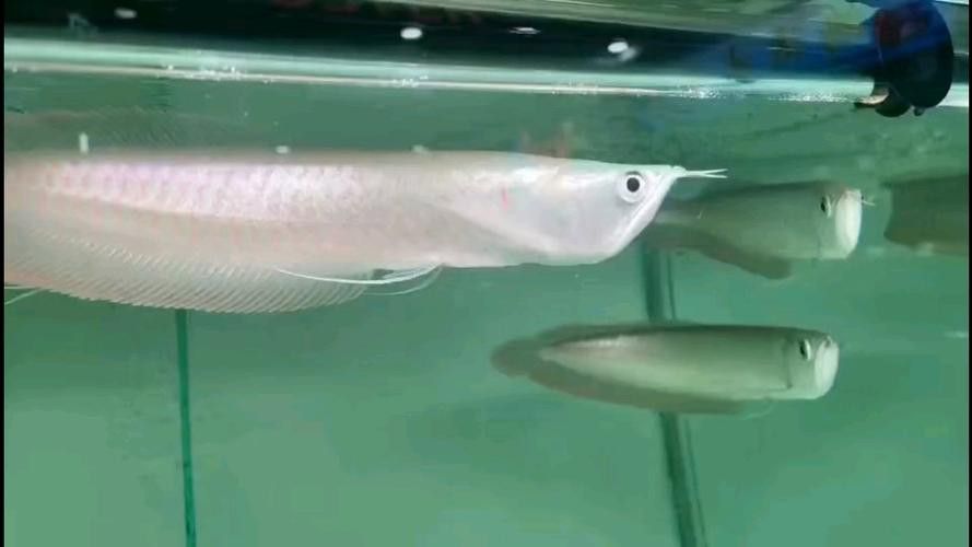 30厘米銀龍魚價格多少