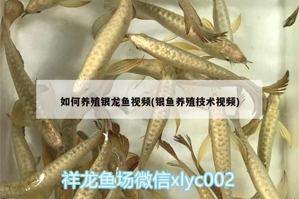 銀龍魚適宜的水流速度設定：銀龍魚水流速度應控制在每秒1-3厘米左右