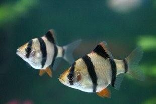 金三間魚(yú)適宜水溫范圍：關(guān)于金三間魚(yú)適宜水溫范圍并沒(méi)有直接相關(guān)的權(quán)威信息介紹