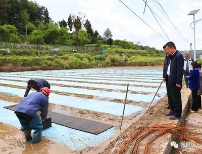 龍魚頭頂發白是水莓病嗎龍魚頭頂發白是水莓病嗎怎么治：龍魚頭頂發白是水莓病嗎