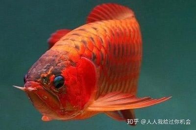 紅龍魚水溫26度：紅龍魚在水溫26度的情況下可以生存嗎？