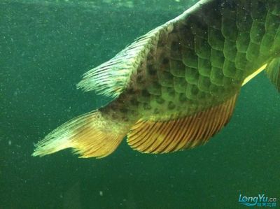 龍魚背部白膜處理方法（如何處理龍魚背部的白膜） 龍魚背部白膜處理方法（如何處理龍魚背部的白膜） 龍魚百科 第1張