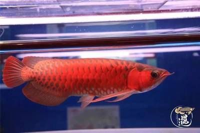 龍魚用什么燈發(fā)色最好：關于龍魚發(fā)色最佳燈光選擇的建議