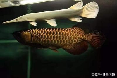 龍魚用什么燈發(fā)色最好：關于龍魚發(fā)色最佳燈光選擇的建議