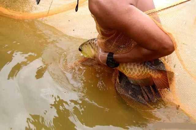 金龍魚為什么值錢了：金龍魚為什么值錢？