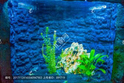 龍魚魚缸背景圖繁星：如何選擇龍魚魚缸背景圖