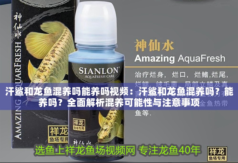 汗鯊和龍魚混養(yǎng)嗎能養(yǎng)嗎視頻：汗鯊和龍魚混養(yǎng)嗎？能養(yǎng)嗎？全面解析混養(yǎng)可能性與注意事項