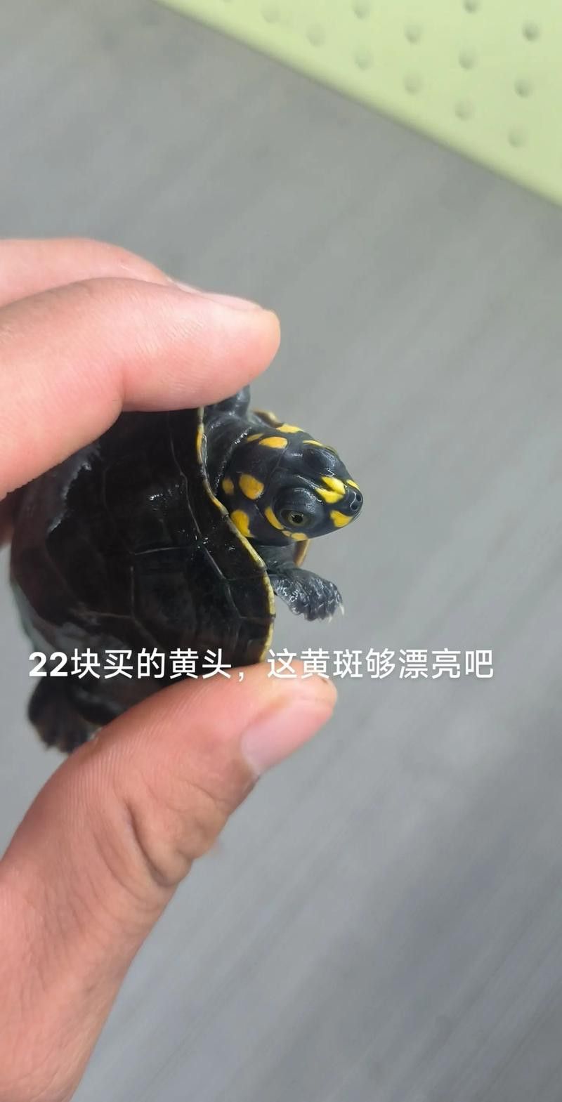 推薦一些適合與龍魚混養的烏龜品種 推薦一些適合與龍魚混養的烏龜品種 龍魚百科 第4張