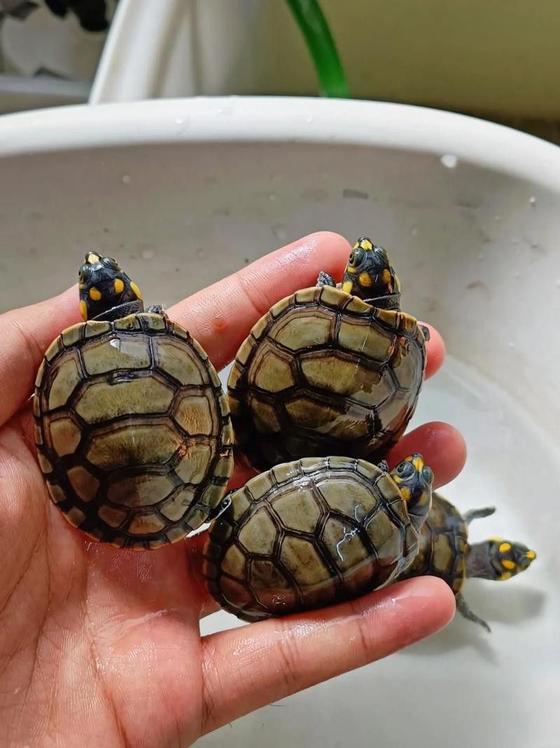 推薦一些適合與龍魚混養的烏龜品種 推薦一些適合與龍魚混養的烏龜品種 龍魚百科 第3張
