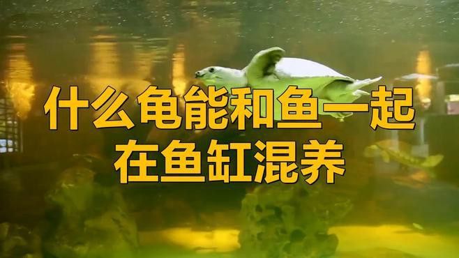 推薦一些適合與龍魚混養的烏龜品種 推薦一些適合與龍魚混養的烏龜品種 龍魚百科 第1張