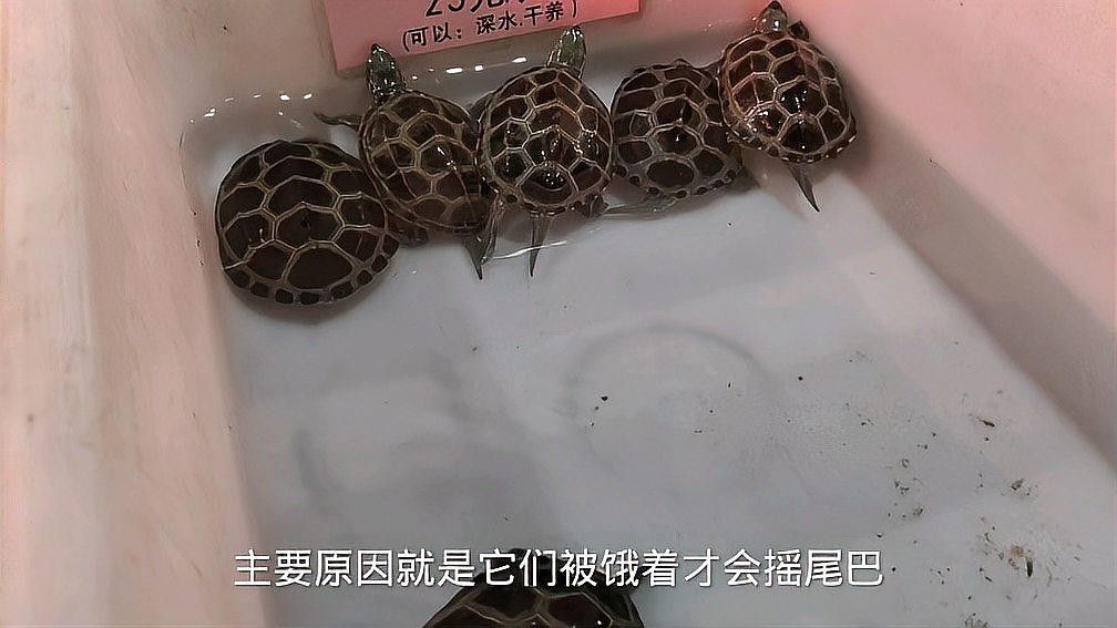 推薦一些適合與龍魚混養的烏龜品種 推薦一些適合與龍魚混養的烏龜品種 龍魚百科 第9張