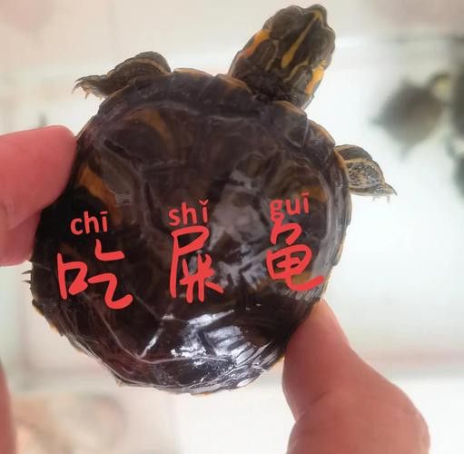 推薦一些適合與龍魚混養的烏龜品種 推薦一些適合與龍魚混養的烏龜品種 龍魚百科 第8張