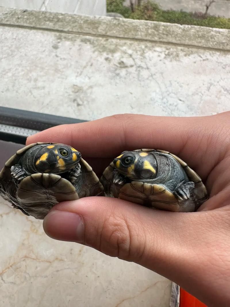 推薦一些適合與龍魚混養的烏龜品種 推薦一些適合與龍魚混養的烏龜品種 龍魚百科 第6張
