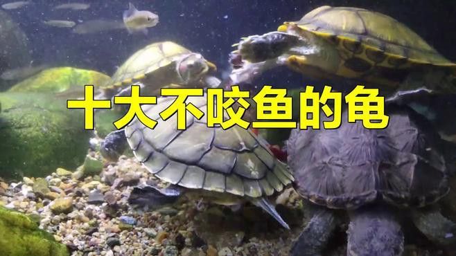 推薦一些適合與龍魚混養的烏龜品種 推薦一些適合與龍魚混養的烏龜品種 龍魚百科 第10張