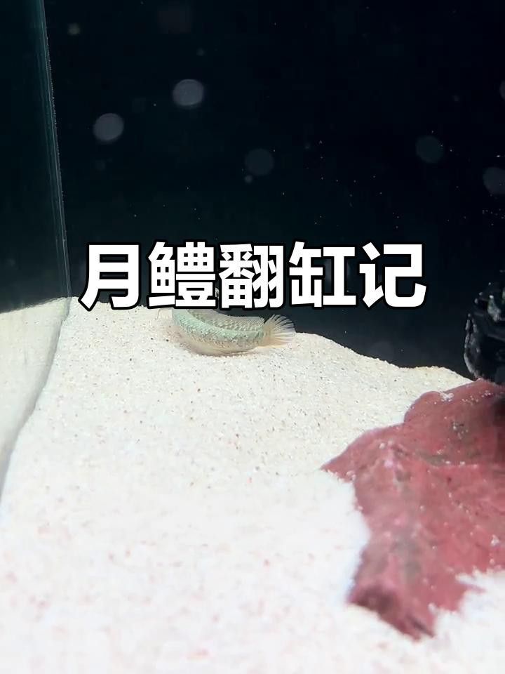 月鱧魚(yú)和雷龍魚(yú)哪個(gè)更受歡迎？