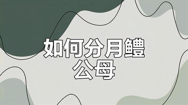 月鱧魚(yú)和雷龍魚(yú)哪個(gè)更受歡迎？
