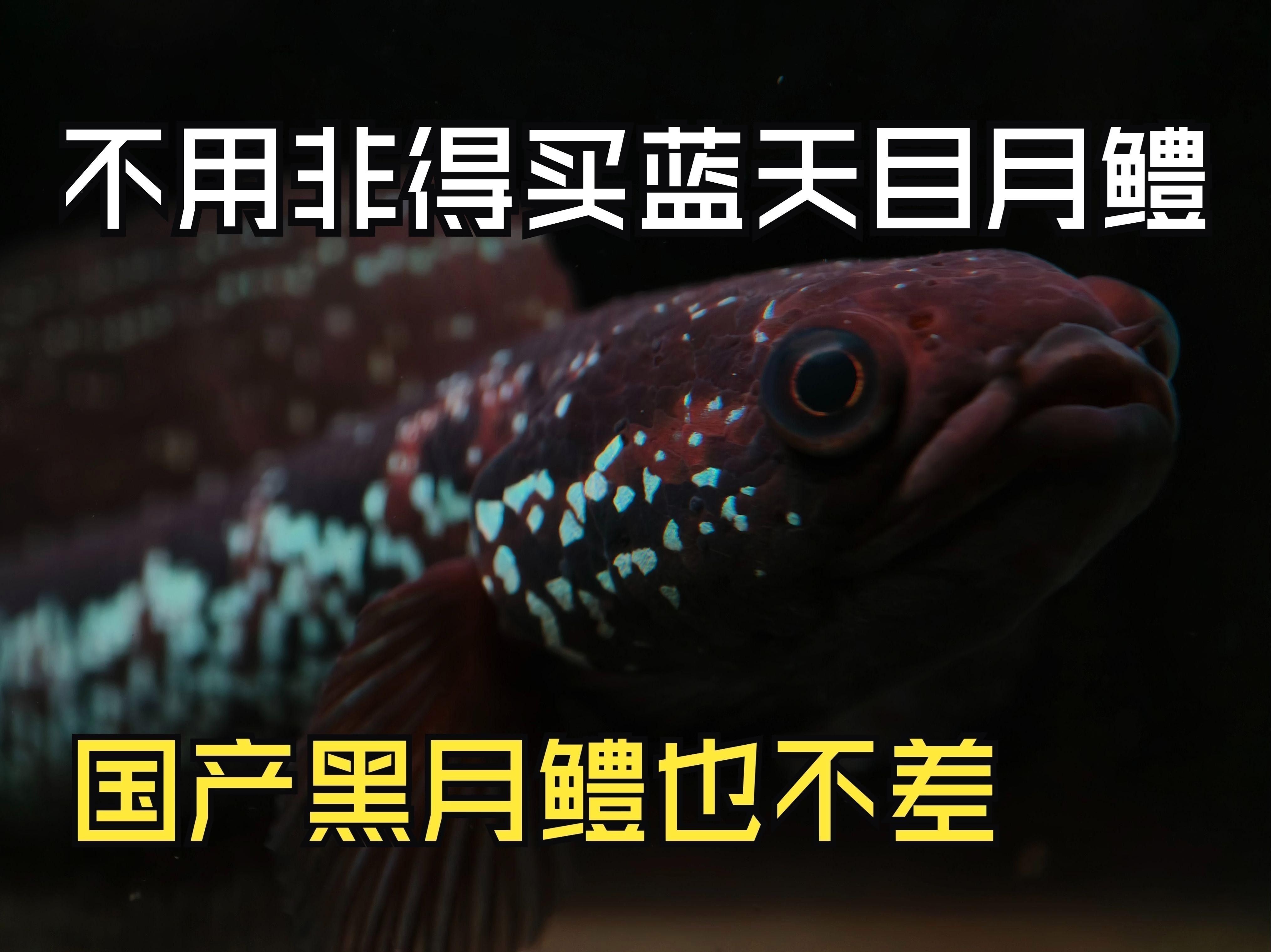 月鱧魚(yú)和雷龍魚(yú)哪個(gè)更受歡迎？