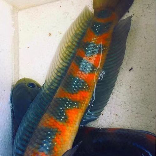 月鱧魚(yú)和雷龍魚(yú)哪個(gè)更受歡迎？