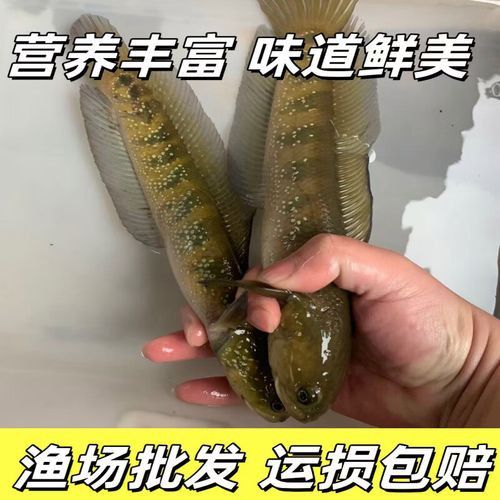 月鱧魚(yú)和雷龍魚(yú)哪個(gè)更受歡迎？