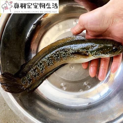 月鱧魚(yú)和雷龍魚(yú)哪個(gè)更受歡迎？