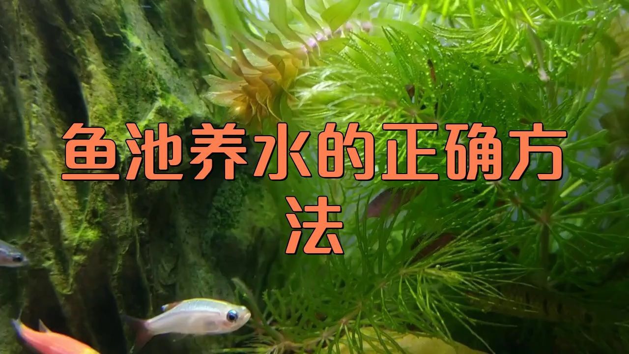 如何在魚缸中科學(xué)飼養(yǎng)七條魚？
