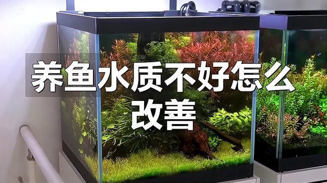 如何在魚缸中科學(xué)飼養(yǎng)七條魚？