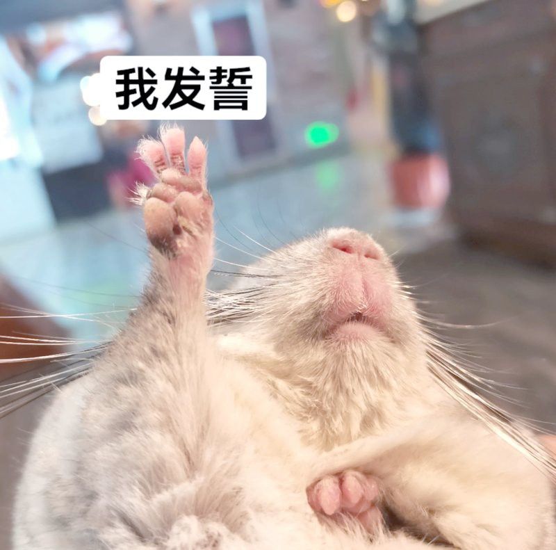 如何評估龍貓的智力進步？