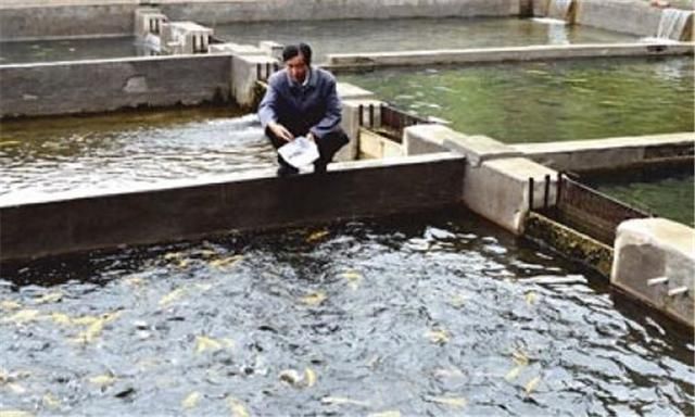 銀龍魚苗飼料成本優化：銀龍魚苗飼料成本優化方法 銀龍魚苗飼料成本優化：銀龍魚苗飼料成本優化方法 龍魚百科 第5張