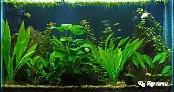 銀龍魚苗飼料成本優化：銀龍魚苗飼料成本優化方法 銀龍魚苗飼料成本優化：銀龍魚苗飼料成本優化方法 龍魚百科 第4張
