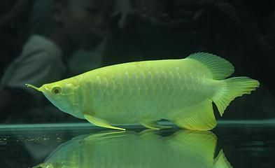 金龍魚比賽評判標(biāo)準(zhǔn)表（金龍魚比賽的評判標(biāo)準(zhǔn)）