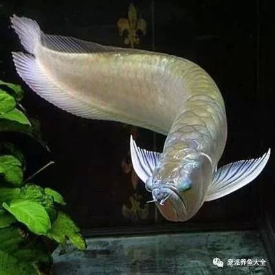 龍魚掉眼會恢復(fù)嗎怎么治：龍魚掉眼會恢復(fù)嗎？