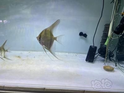 帝王迷宮魚紋路的保護作用：帝王迷宮魚幼魚與成魚的區別 帝王迷宮魚紋路的保護作用：帝王迷宮魚幼魚與成魚的區別 龍魚百科 第4張