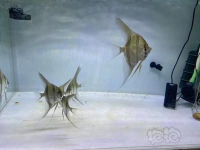 帝王迷宮魚紋路的保護作用：帝王迷宮魚幼魚與成魚的區別 帝王迷宮魚紋路的保護作用：帝王迷宮魚幼魚與成魚的區別 龍魚百科 第1張