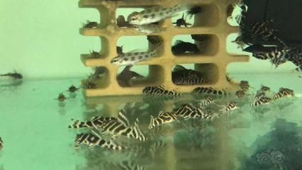 帝王迷宮魚紋路的保護作用：帝王迷宮魚幼魚與成魚的區別 帝王迷宮魚紋路的保護作用：帝王迷宮魚幼魚與成魚的區別 龍魚百科 第5張