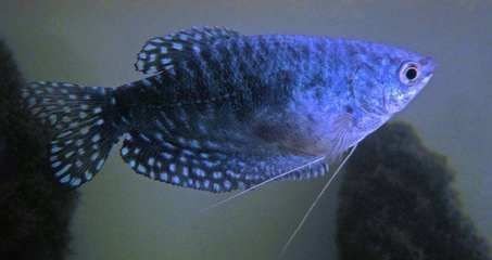 龍魚水面吸水吐泡：龍魚在水面吸水吐泡可能有以下幾種情況