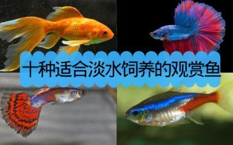 龍魚缸晚上關燈嗎：龍魚缸晚上是否應該關燈取決于多個考慮因素，養魚愛好者和專業人士有不同的看法
