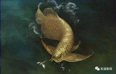 金龍魚骨骼：金龍魚的骨骼系統(tǒng)是什么？
