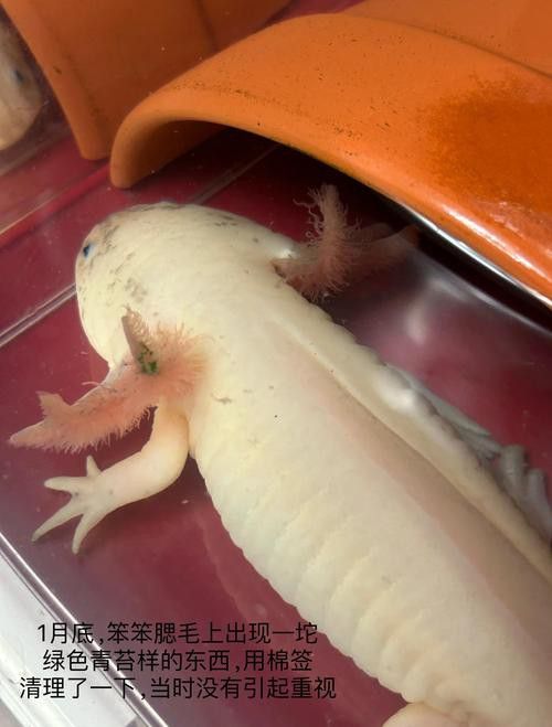 六角龍魚腿爛了怎么辦圖片 龍魚百科 第7張 六角龍魚腿爛了怎么辦圖片 六角龍魚腿爛了怎么辦圖片 龍魚百科 第7張