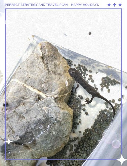 六角龍魚腿爛了怎么辦圖片 龍魚百科 第5張 六角龍魚腿爛了怎么辦圖片 六角龍魚腿爛了怎么辦圖片 龍魚百科 第5張