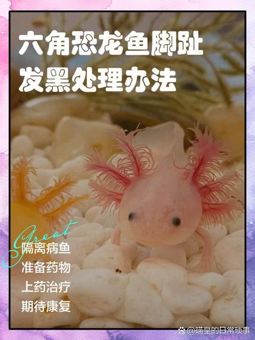 六角龍魚腿爛了怎么辦圖片 龍魚百科 第8張 六角龍魚腿爛了怎么辦圖片 六角龍魚腿爛了怎么辦圖片 龍魚百科 第8張