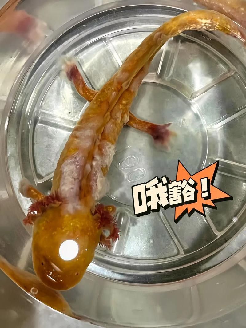 六角龍魚腿爛了怎么辦圖片 龍魚百科 第11張 六角龍魚腿爛了怎么辦圖片 六角龍魚腿爛了怎么辦圖片 龍魚百科 第11張