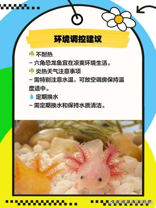 六角龍魚腿爛了怎么辦圖片 龍魚百科 第13張 六角龍魚腿爛了怎么辦圖片 六角龍魚腿爛了怎么辦圖片 龍魚百科 第13張
