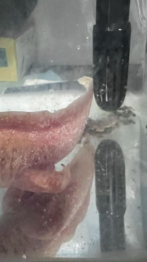 六角龍魚腿爛了怎么辦圖片 龍魚百科 第16張 六角龍魚腿爛了怎么辦圖片 六角龍魚腿爛了怎么辦圖片 龍魚百科 第16張